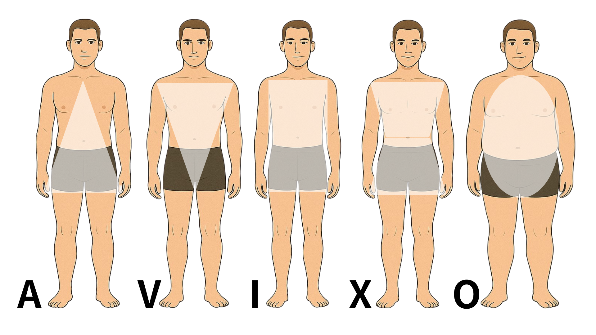 男性体型